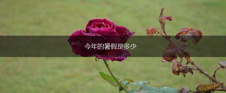 今年的暑假是多少,第1张
