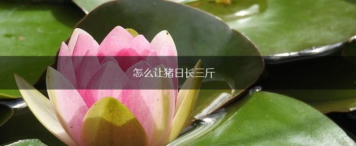 怎么让猪日长三斤,第1张