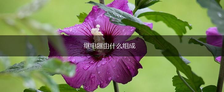 继电器由什么组成,第1张