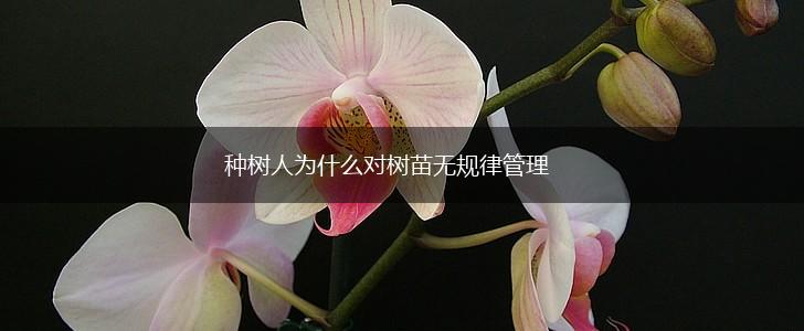 种树人为什么对树苗无规律管理,第1张