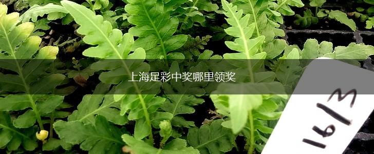 上海足彩中奖哪里领奖,第1张