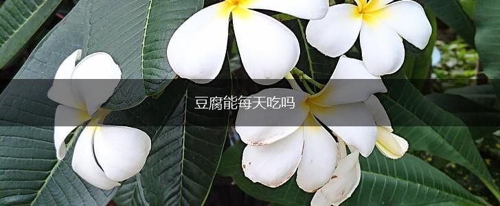 豆腐能每天吃吗,第1张