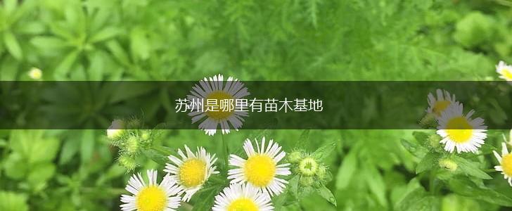 苏州是哪里有苗木基地,第1张