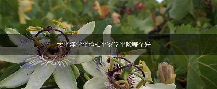 太平洋学平险和平安学平险哪个好,第1张