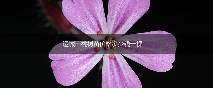 运城市桃树苗价格多少钱一棵,第1张