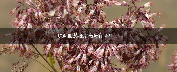 珠海服装批发市场在哪里,第1张