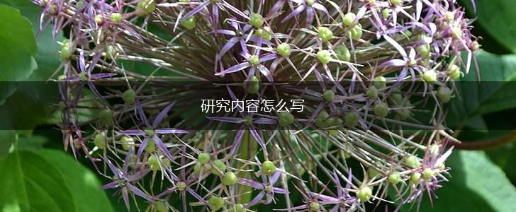 研究内容怎么写,第1张