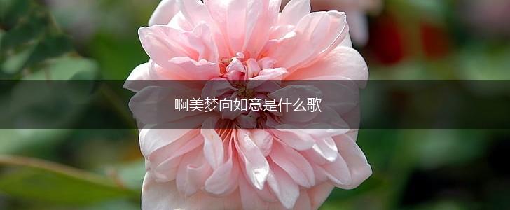 啊美梦向如意是什么歌,第1张