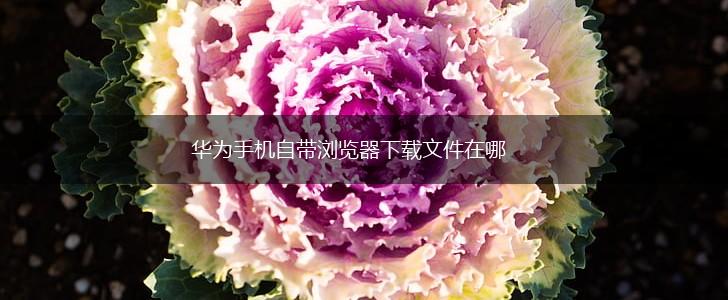 华为手机自带浏览器下载文件在哪,第1张