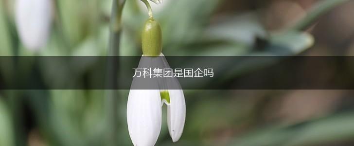 万科集团是国企吗,第1张