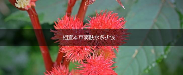 相宜本草爽肤水多少钱,第1张