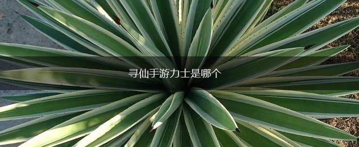 寻仙手游力士是哪个,第1张
