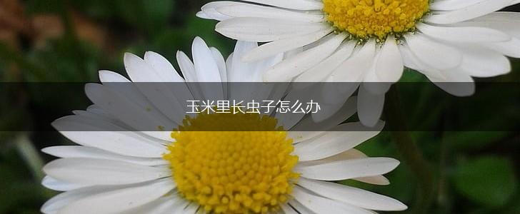 玉米里长虫子怎么办,第1张