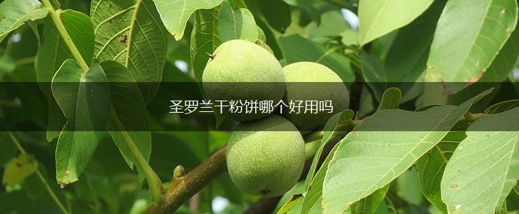 圣罗兰干粉饼哪个好用吗,第1张