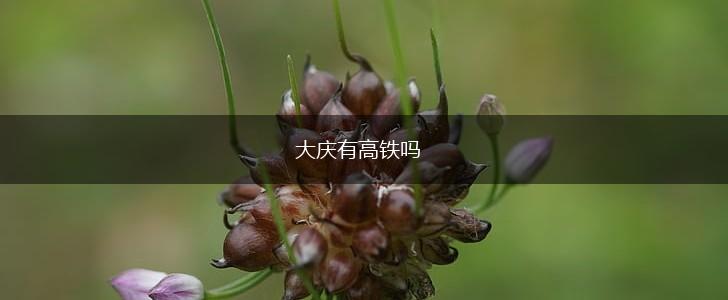 大庆有高铁吗,第1张