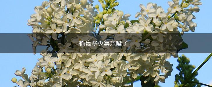 输赢多少集亲嘴了,第1张