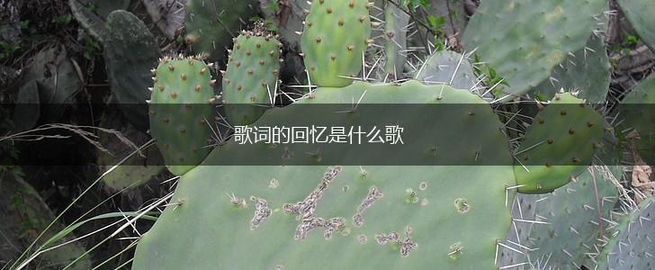歌词的回忆是什么歌,第1张