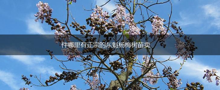 件哪里有正宗的东魁杨梅树苗卖,第1张