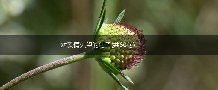 对爱情失望的句子(共60句),第1张