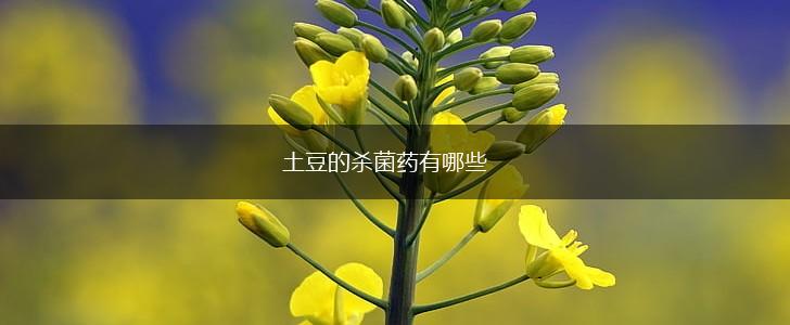 土豆的杀菌药有哪些,第1张