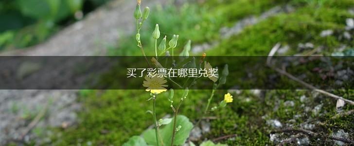 买了彩票在哪里兑奖,第1张