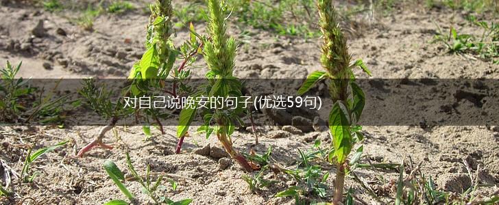 对自己说晚安的句子(优选59句),第1张
