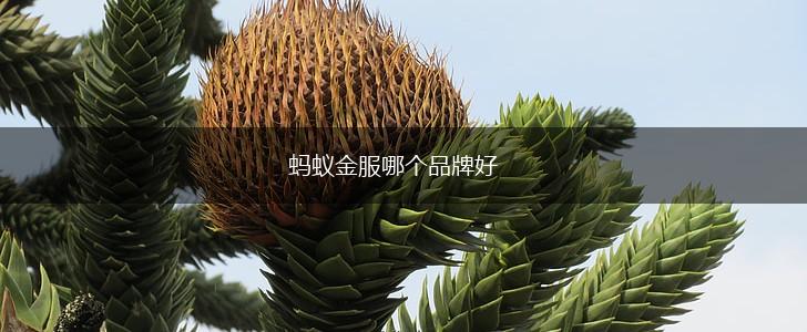 蚂蚁金服哪个品牌好,第1张