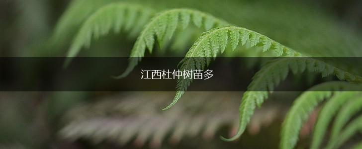 江西杜仲树苗多,第1张