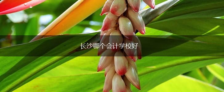 长沙哪个会计学校好,第1张