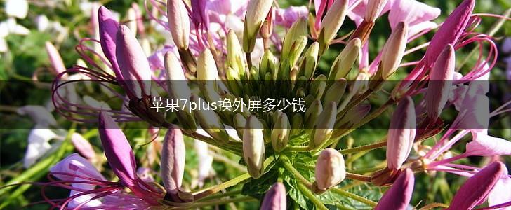 苹果7plus换外屏多少钱,第1张
