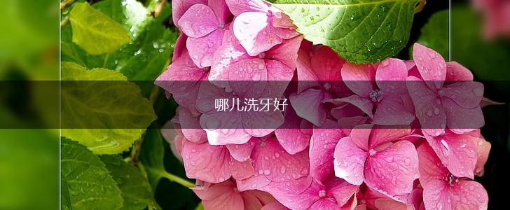 哪儿洗牙好,第1张