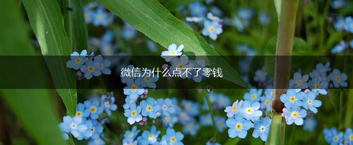 微信为什么点不了零钱,第1张