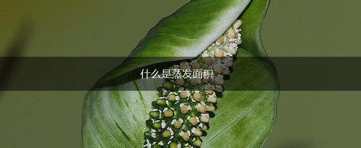什么是蒸发面积,第1张