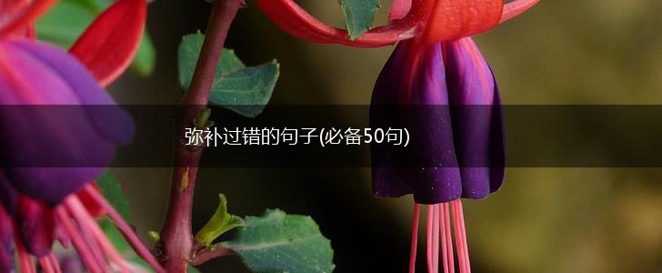 弥补过错的句子(必备50句),第1张