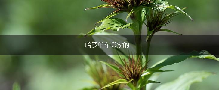 哈罗单车哪家的,第1张