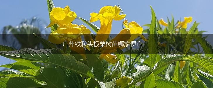 广州铁粒头板栗树苗哪家便宜,第1张