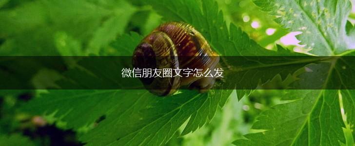 微信朋友圈文字怎么发,第1张