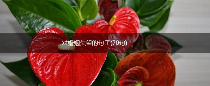 对婚姻失望的句子(70句),第1张