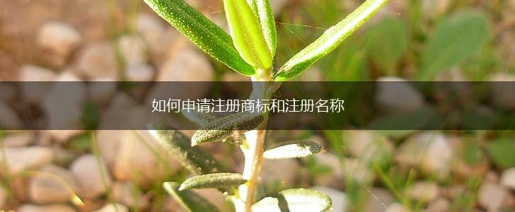 如何申请注册商标和注册名称,第1张