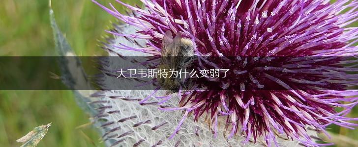 大卫韦斯特为什么变弱了,第1张