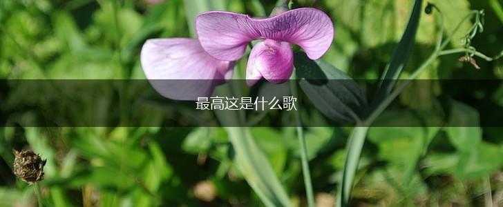最高这是什么歌,第1张