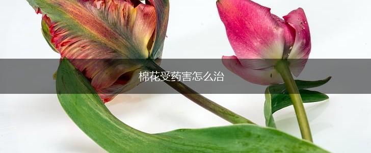 棉花受药害怎么治,第1张