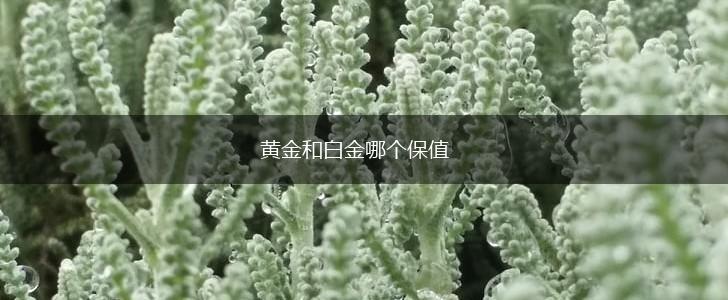 黄金和白金哪个保值,第1张