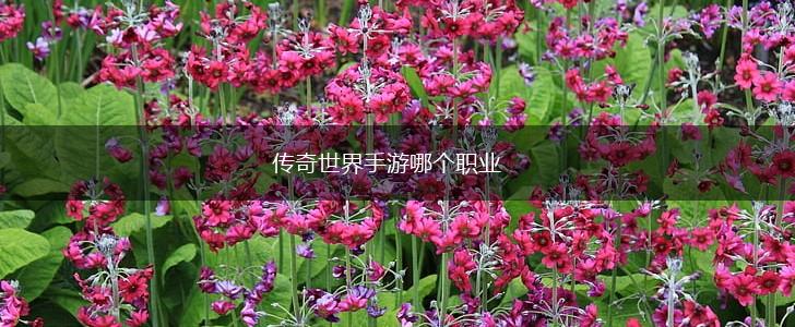 传奇世界手游哪个职业,第1张