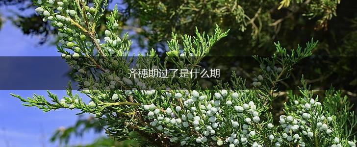 齐穗期过了是什么期,第1张