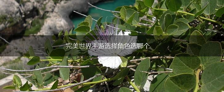 完美世界手游选择角色选哪个,第1张