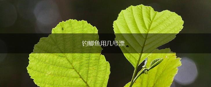 钓鲫鱼用几号漂,第1张