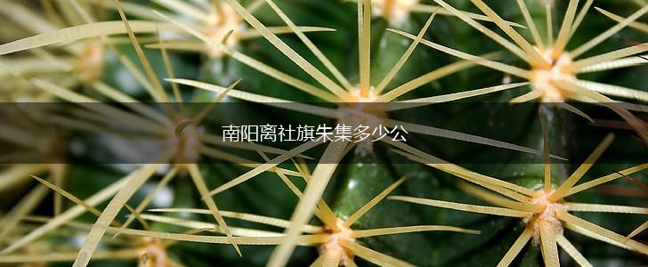 南阳离社旗朱集多少公,第1张