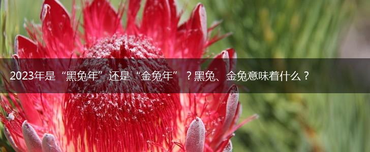 2023年是“黑兔年”还是“金兔年”？黑兔、金兔意味着什么？,第1张