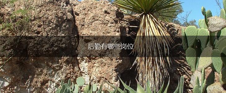后勤有哪些岗位,第1张